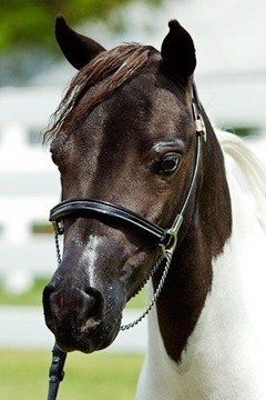 Horses2011-(24)